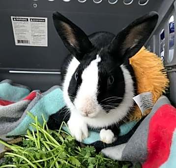 Photo of Tokyo (& Milo)