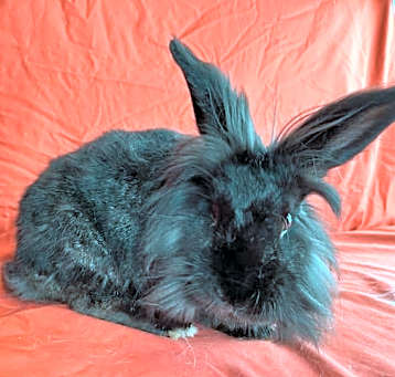 Photo of Molly
