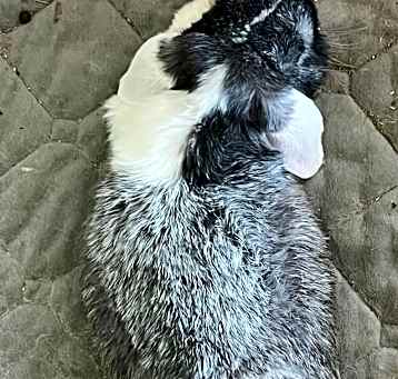 Photo of Eeyore ( Pumpkin )