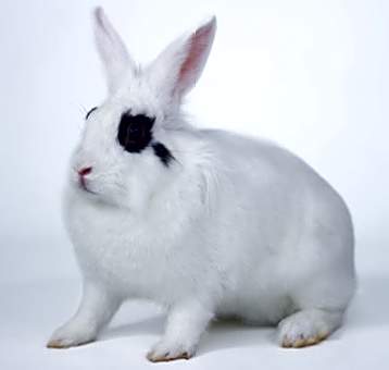 Photo of Cooper