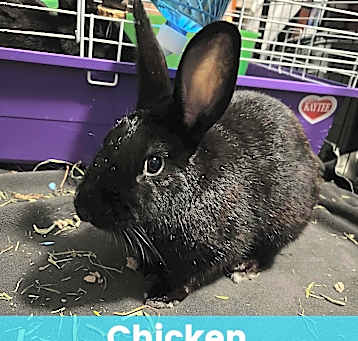 Photo of Chicken
