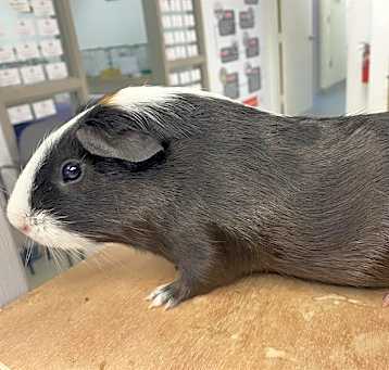 Photo of OREO