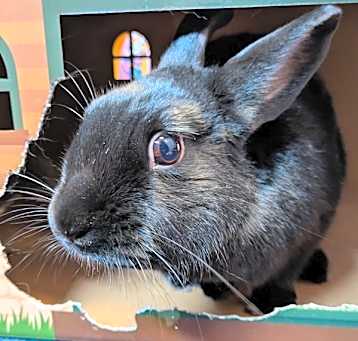 Photo of Velvet