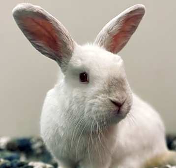 Photo of Thumper