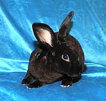 Photo of Blackjack