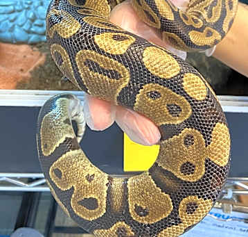Photo of Smalls