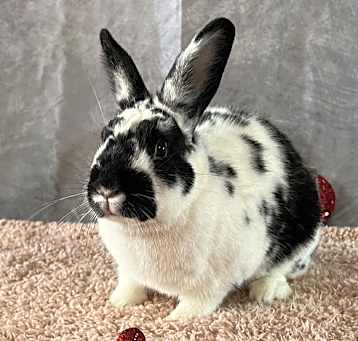 Photo of Pita