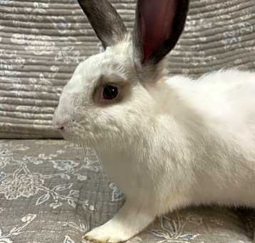 Photo of Augie