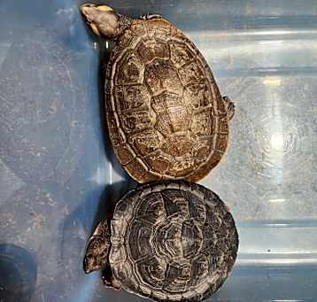 Photo of Pink Bellied Sideneck Assorted