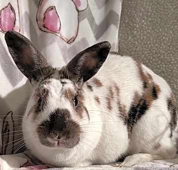 Photo of Alice