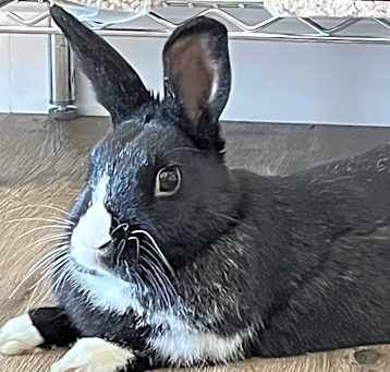 Photo of Banjo