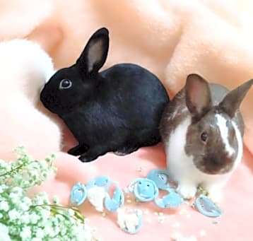 Photo of Ganache (bonded to Pismo)