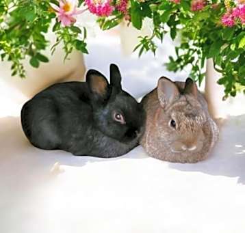 Photo of Graham (bonded to Greta)