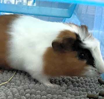 Photo of Felix