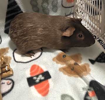 Photo of Bram