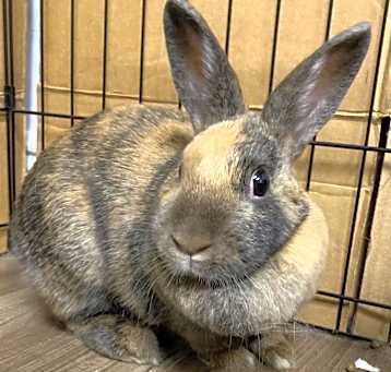 Photo of Cayenne