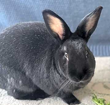 Photo of Charlie