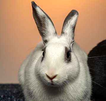 Photo of Salt (bonded with Pepper)