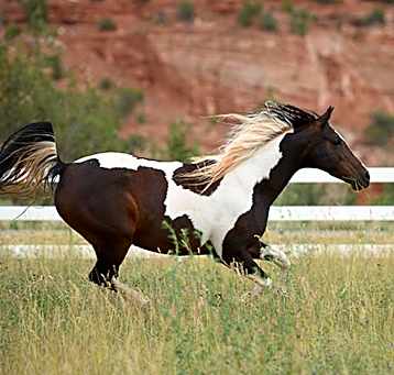 Photo of Jewel