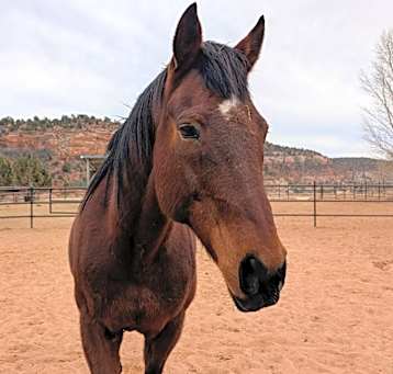 Photo of Piper