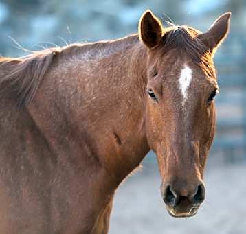 Photo of Rosie