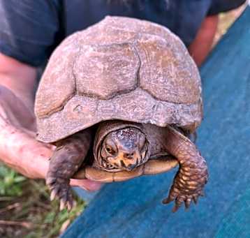 Photo of Brownie