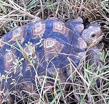 Photo of Stubbs