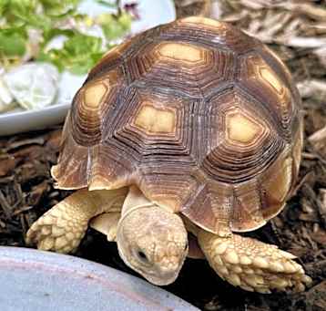 Photo of Speedy