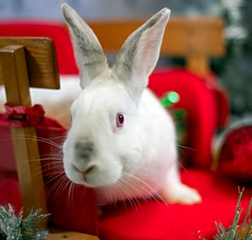 Photo of Bailey (resident for over 1 year)