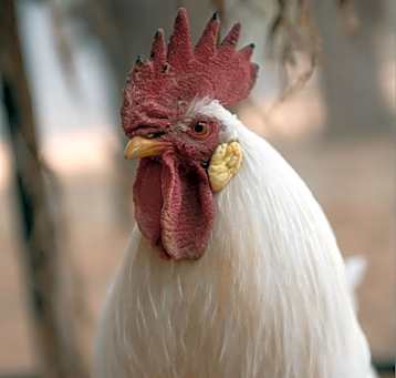 Photo of Reginald