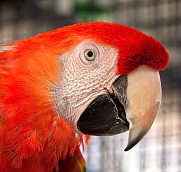 Photo of Beau
