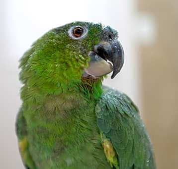 Photo of Paco