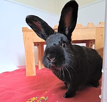 Photo of Phoenix