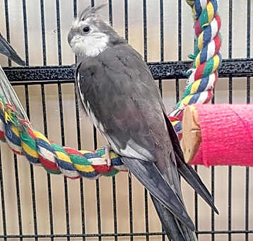 Photo of Vidar