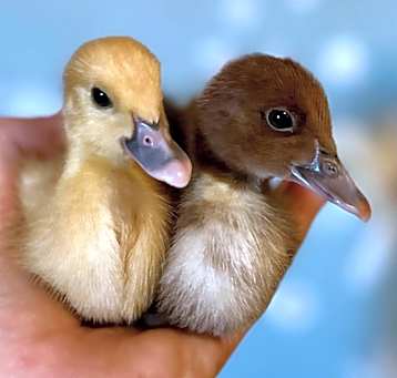 Photo of DUCKLING 17