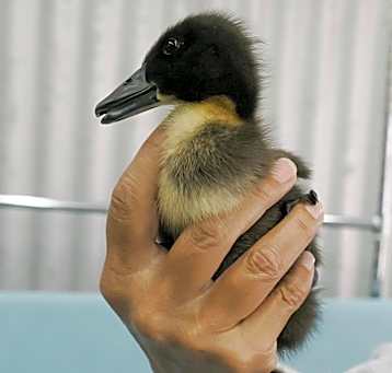 Photo of Daffy