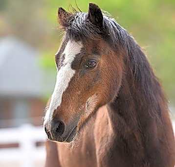 Photo of Snickers
