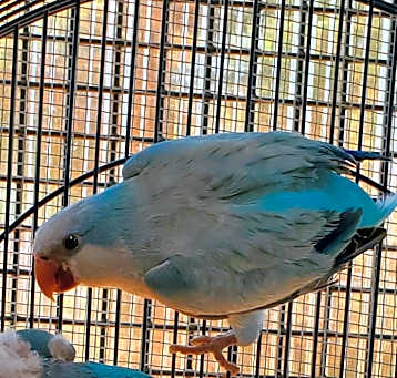 Photo of Seamus