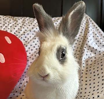 Photo of Frutti