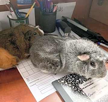 Photo of Gravy & Yam