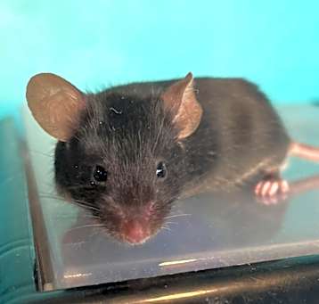 Photo of Jacob (Bonded to Morgan)