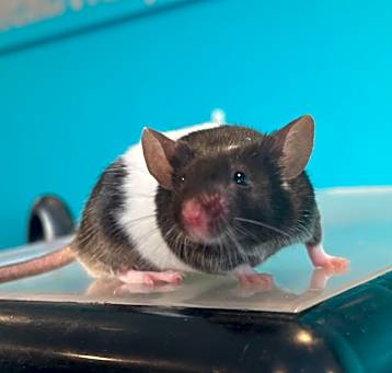 Photo of Morgan (Bonded to Jacob)