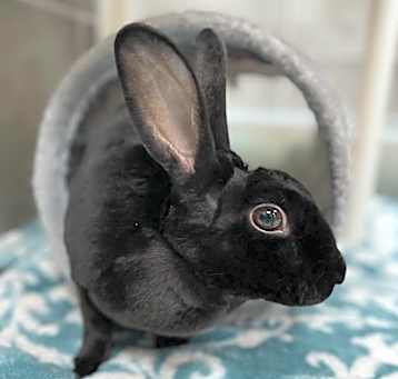 Photo of JET in FOSTER