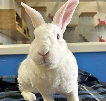 Photo of Baxter (C000-387) - * Avail by Appt * Claremont Location