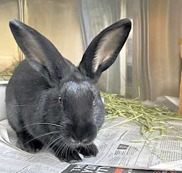 Photo of Neo