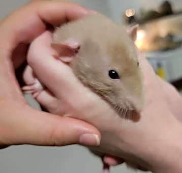 Photo of Male Duo 2