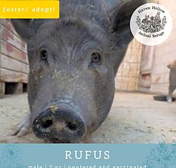 Photo of Rufus