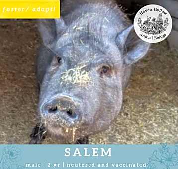 Photo of Salem
