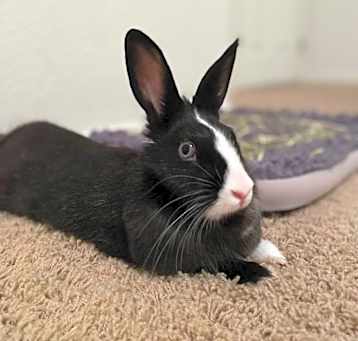 Photo of Dopey