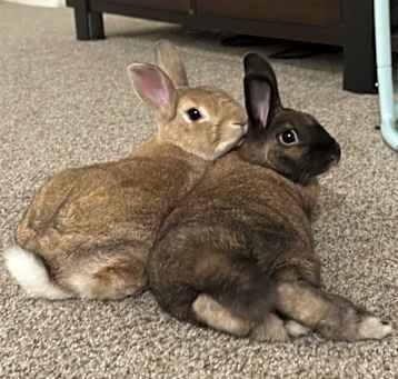 Photo of Walnut and Pecan